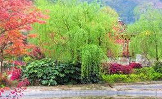 日本人的身体观念——柳树与樱花的象征意义